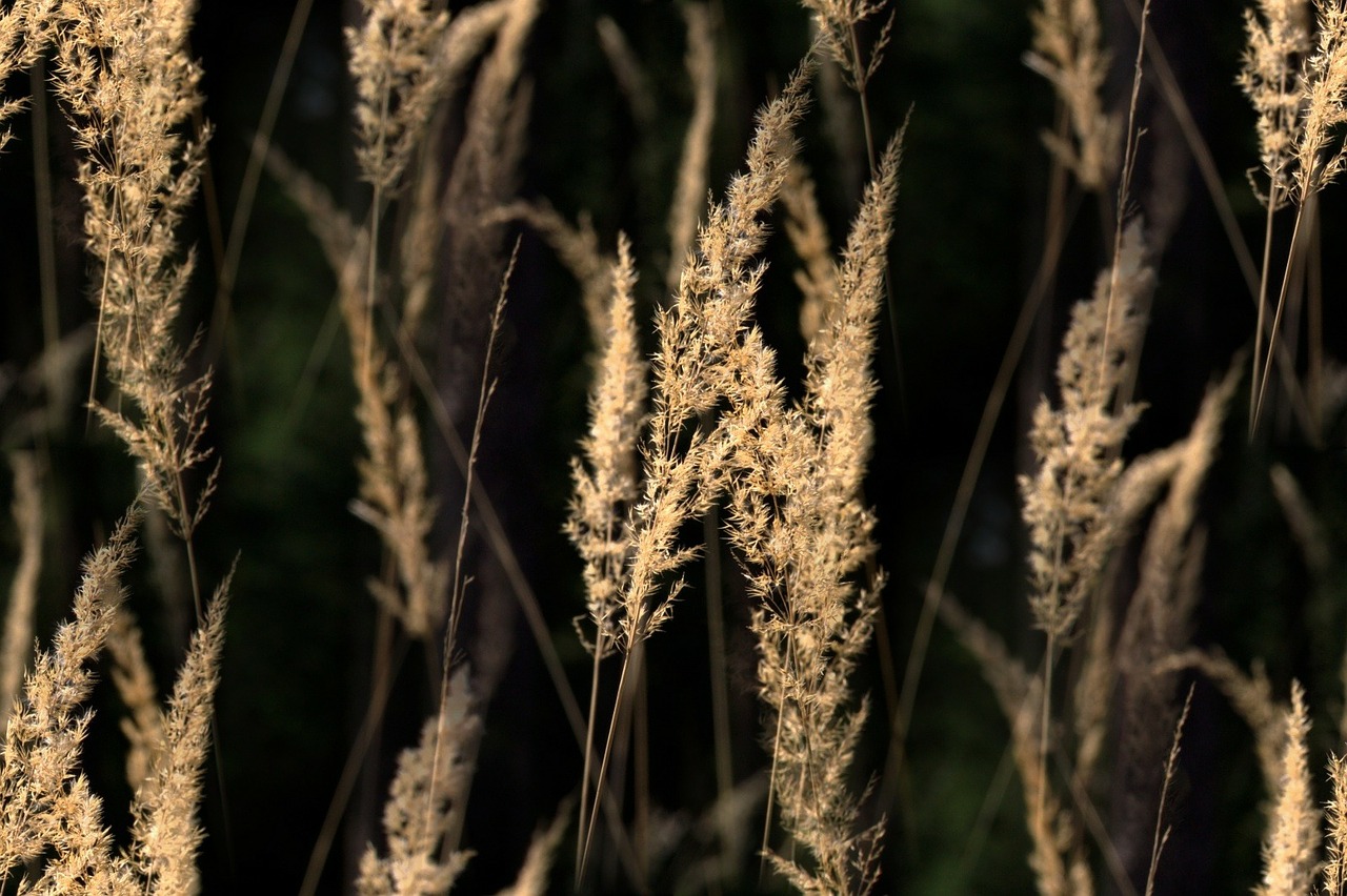 Image - grasses back light blades of grass