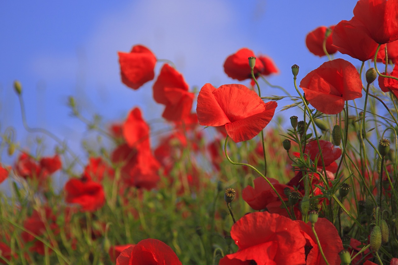 Image - meadow poppy grass field summer