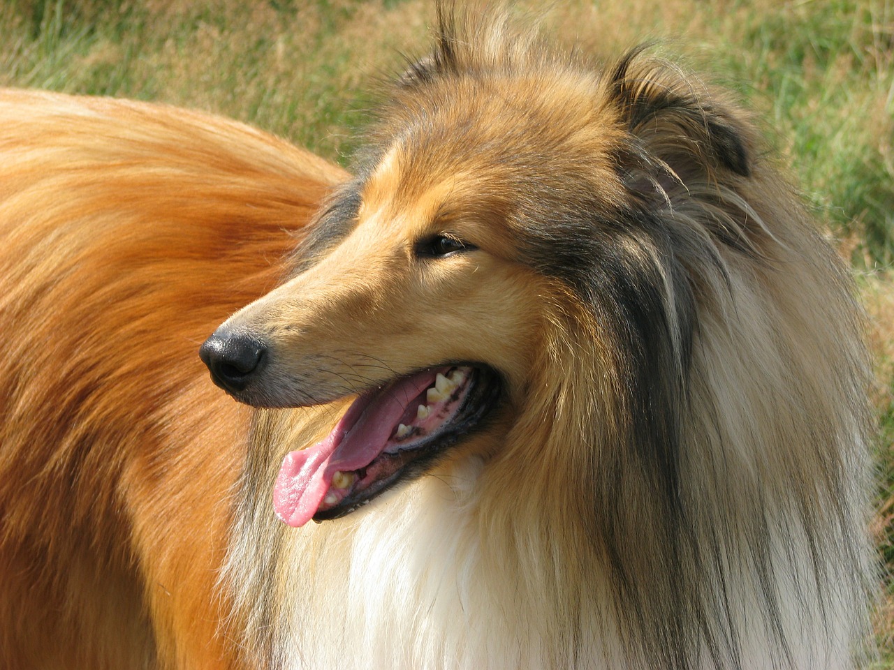 Image - rough collie dog collie profile