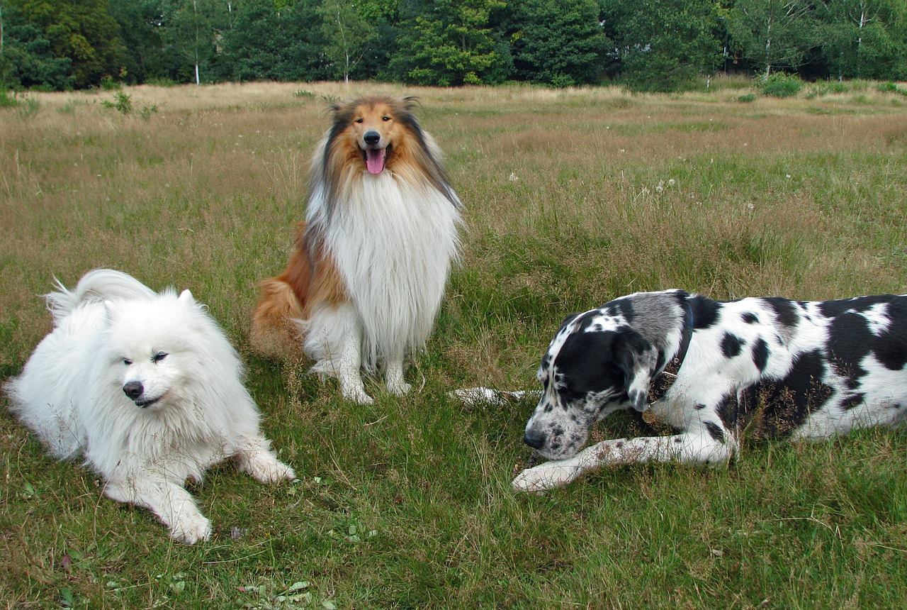 Image - rough collie collie samoyed