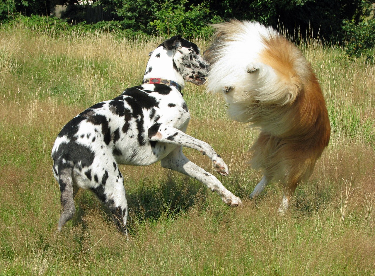 Image - rough collie collie great dane