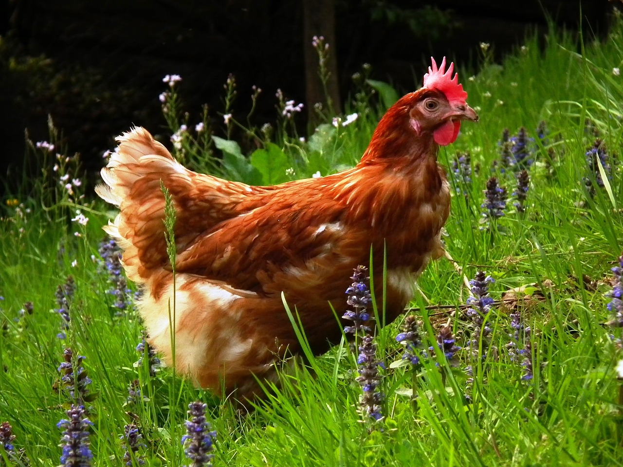 Image - chicken grass free range hen