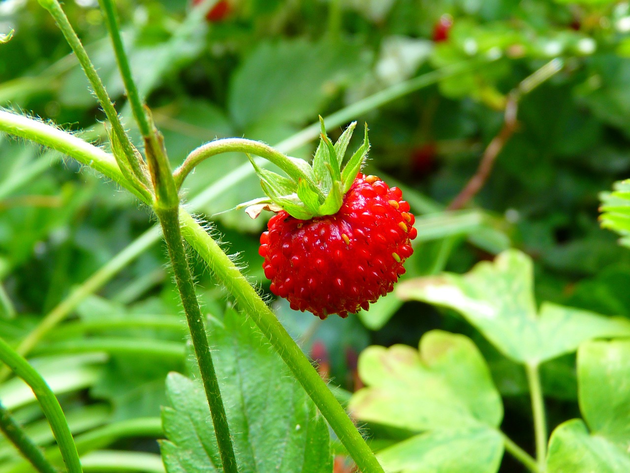 Image - strawberry wood strawberry red