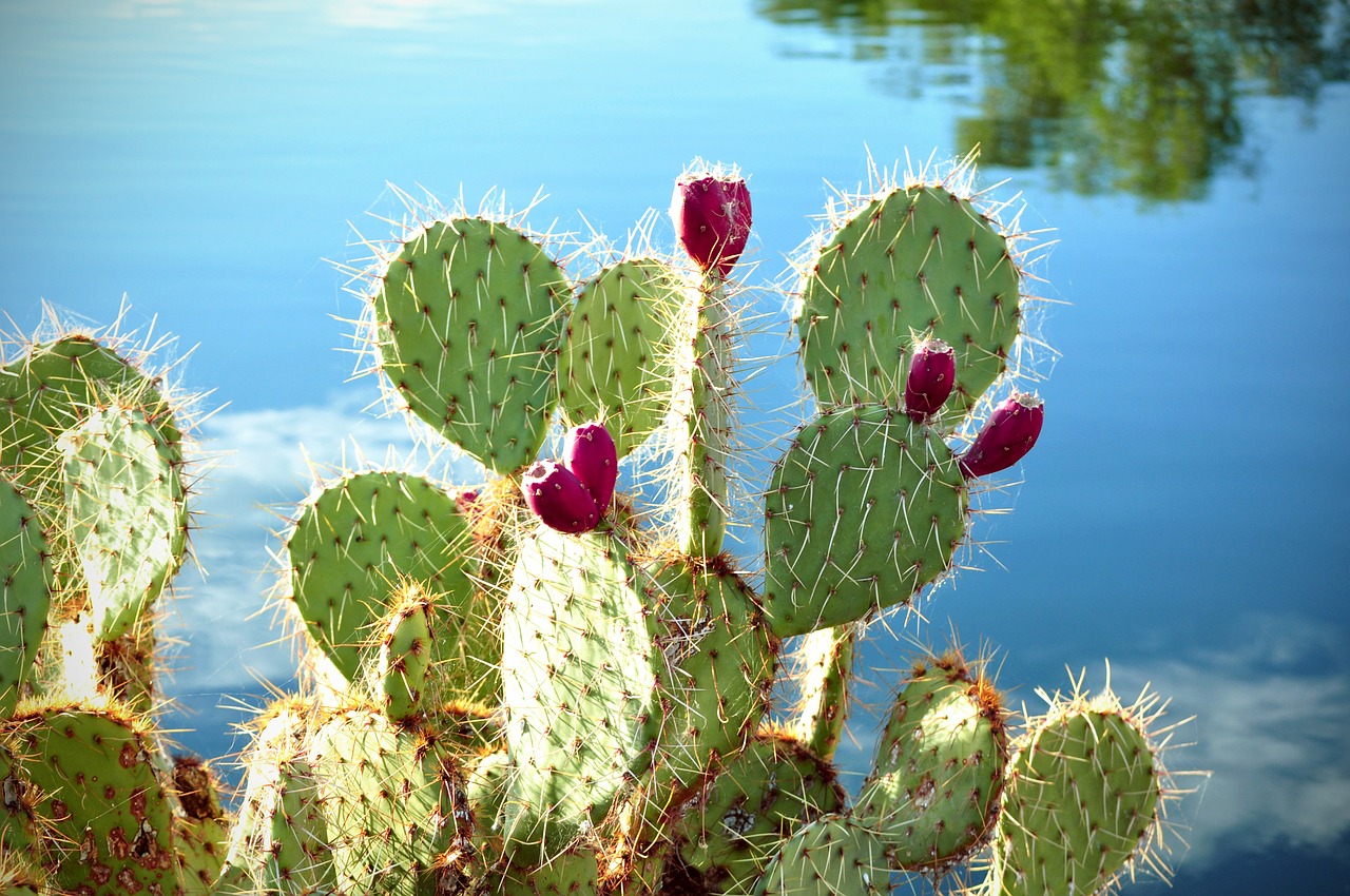 Image - cactus cactus apples prickly pear