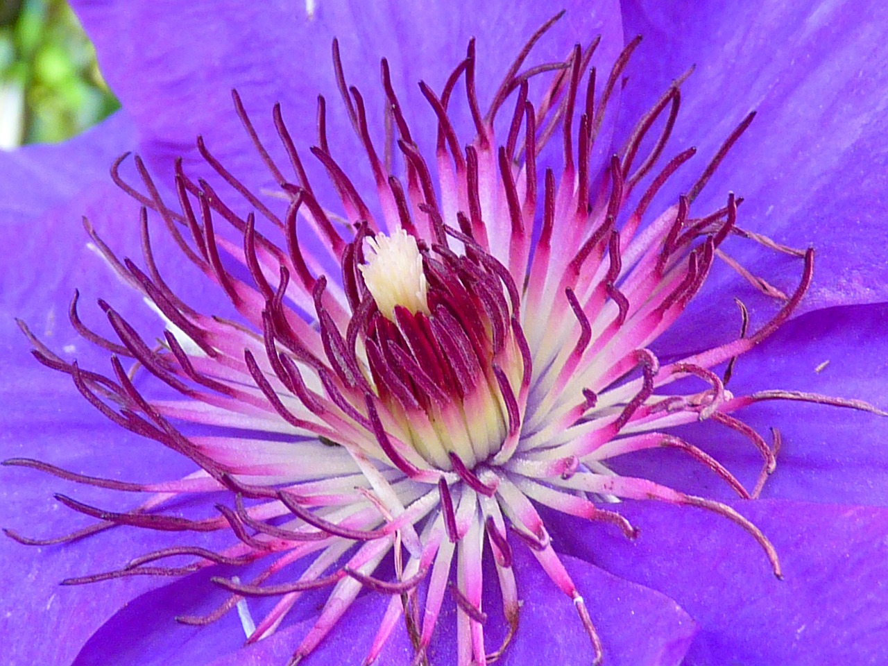 Image - clematis blossom bloom blue purple