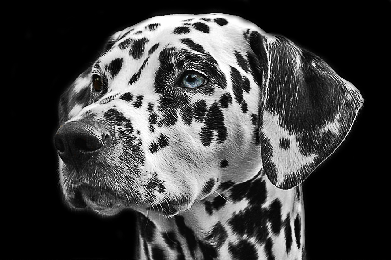 Image - dalmatians dog animal head