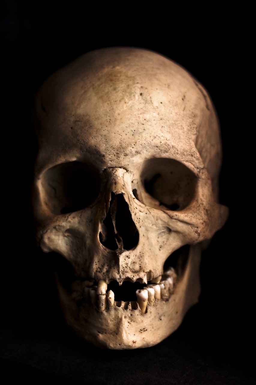 Image - skull human head skeleton bone