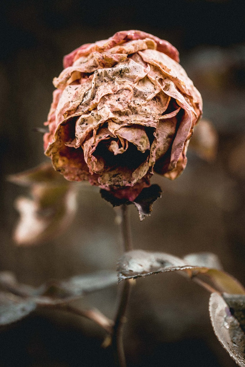 Image - flower rose nature white floral