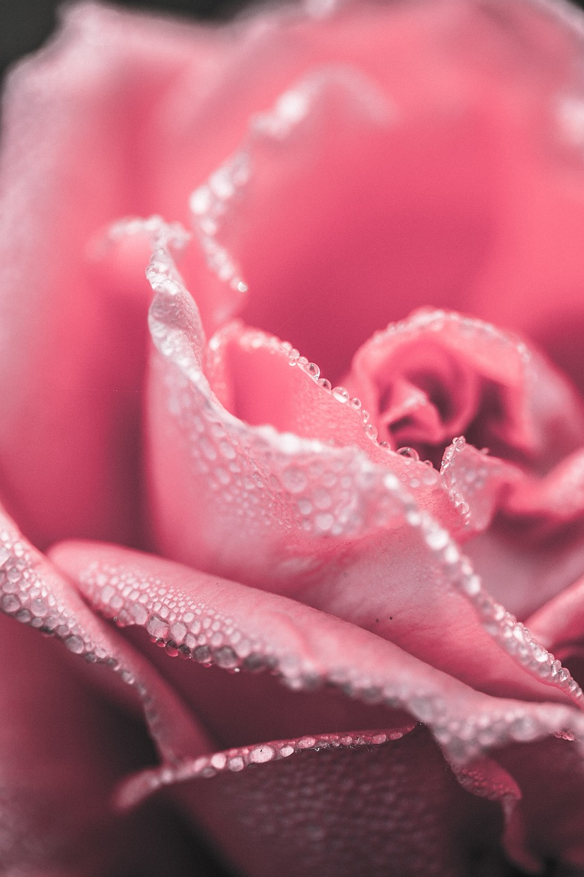 Image - rose close up pink flower floral