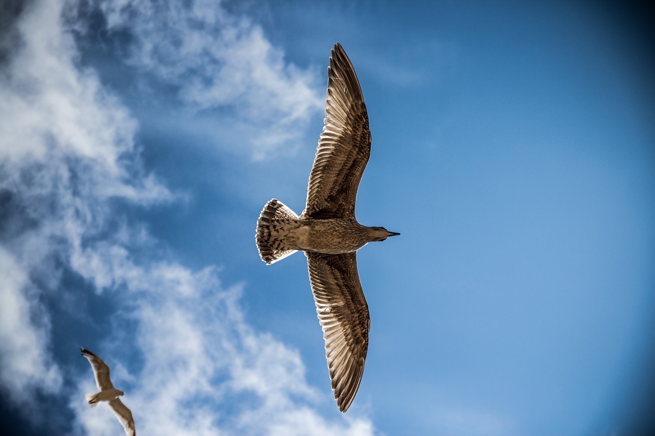 Image - sea gull bird sky nature gull sea