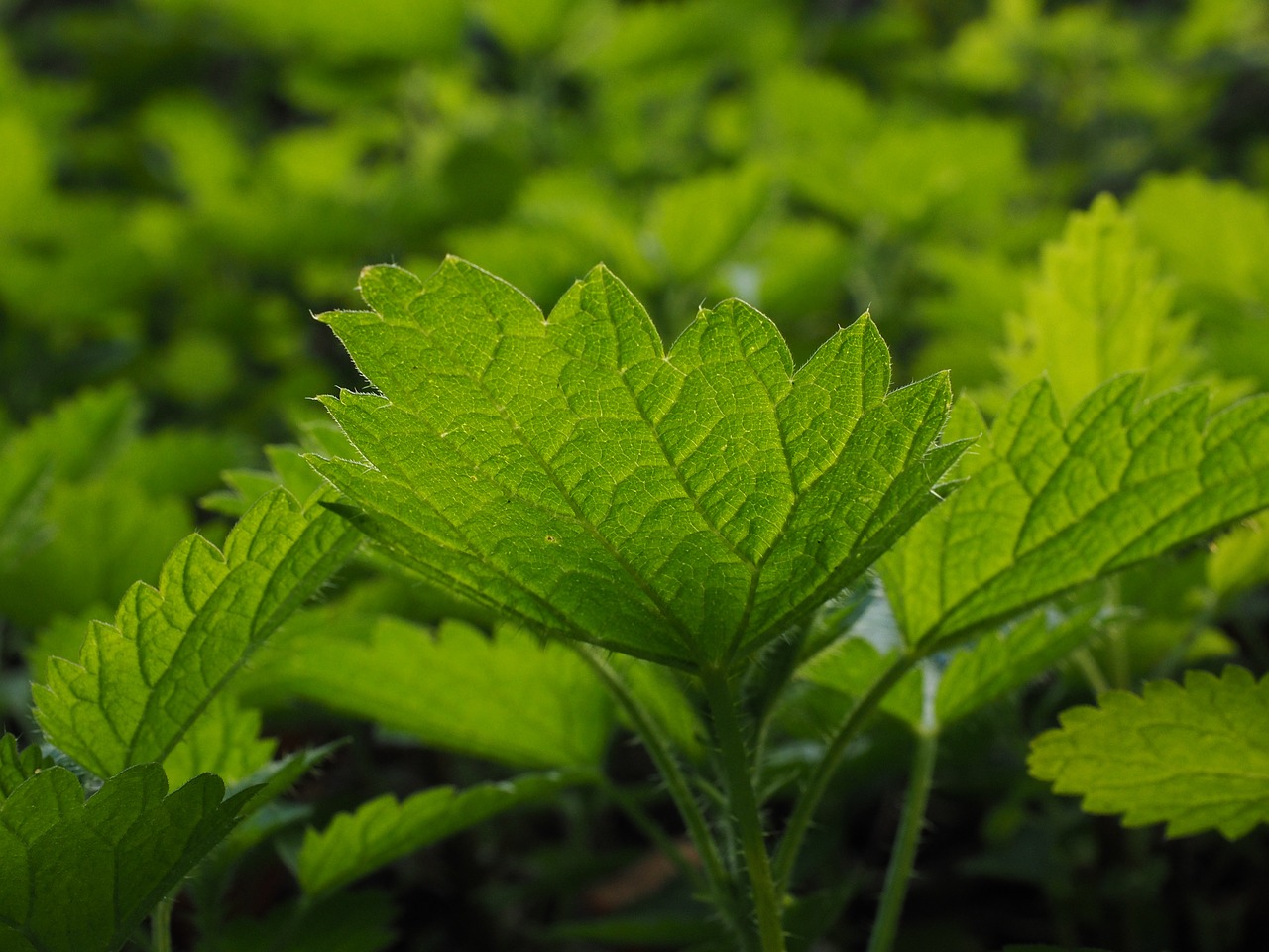 Image - small nettle stinging nettles urtica