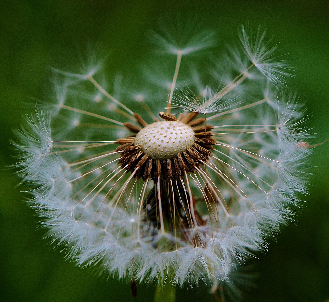 Image - dandelion plant nature flower