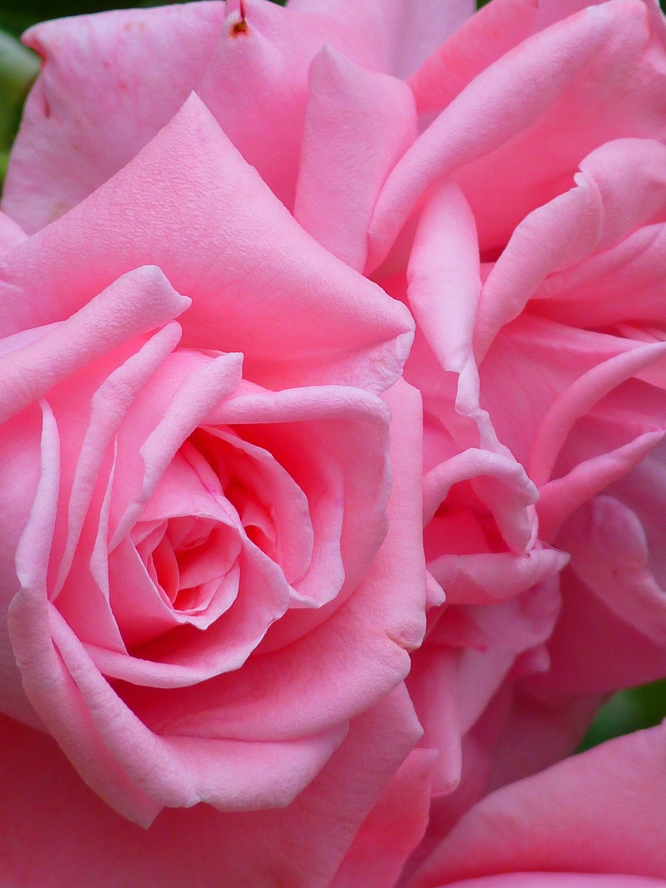 Image - rose rose bloom bloom flower pink