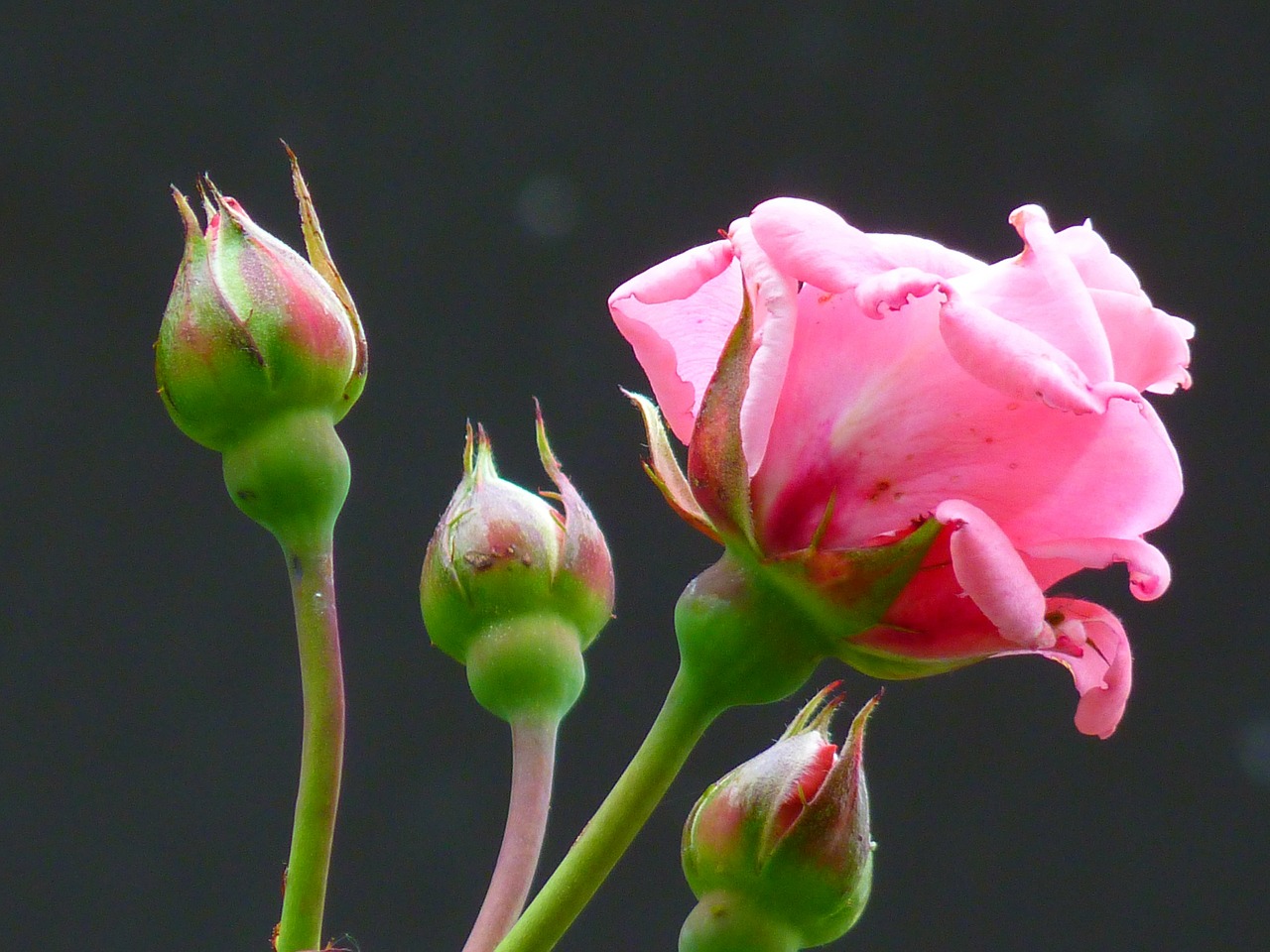 Image - rose rose bloom bloom flower pink