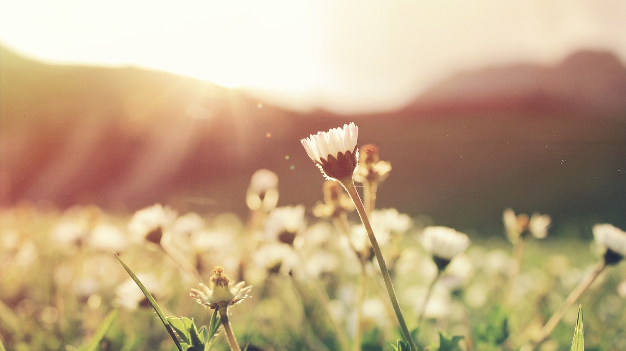 Image - nature plant flower daisy closeup