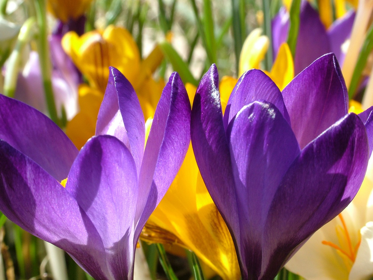 Image - crocus flowers colorful color