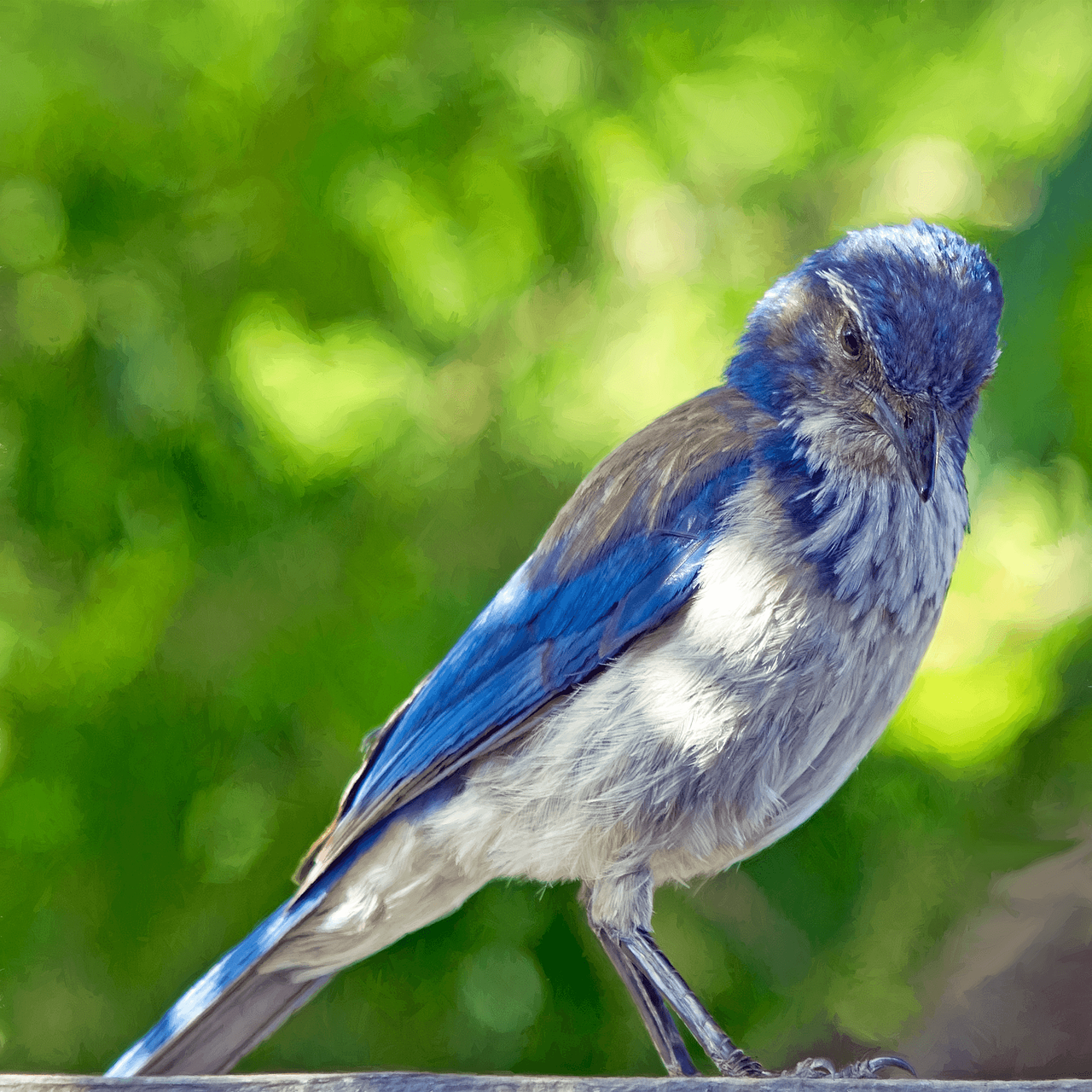 Image - nature animal bird blue grey