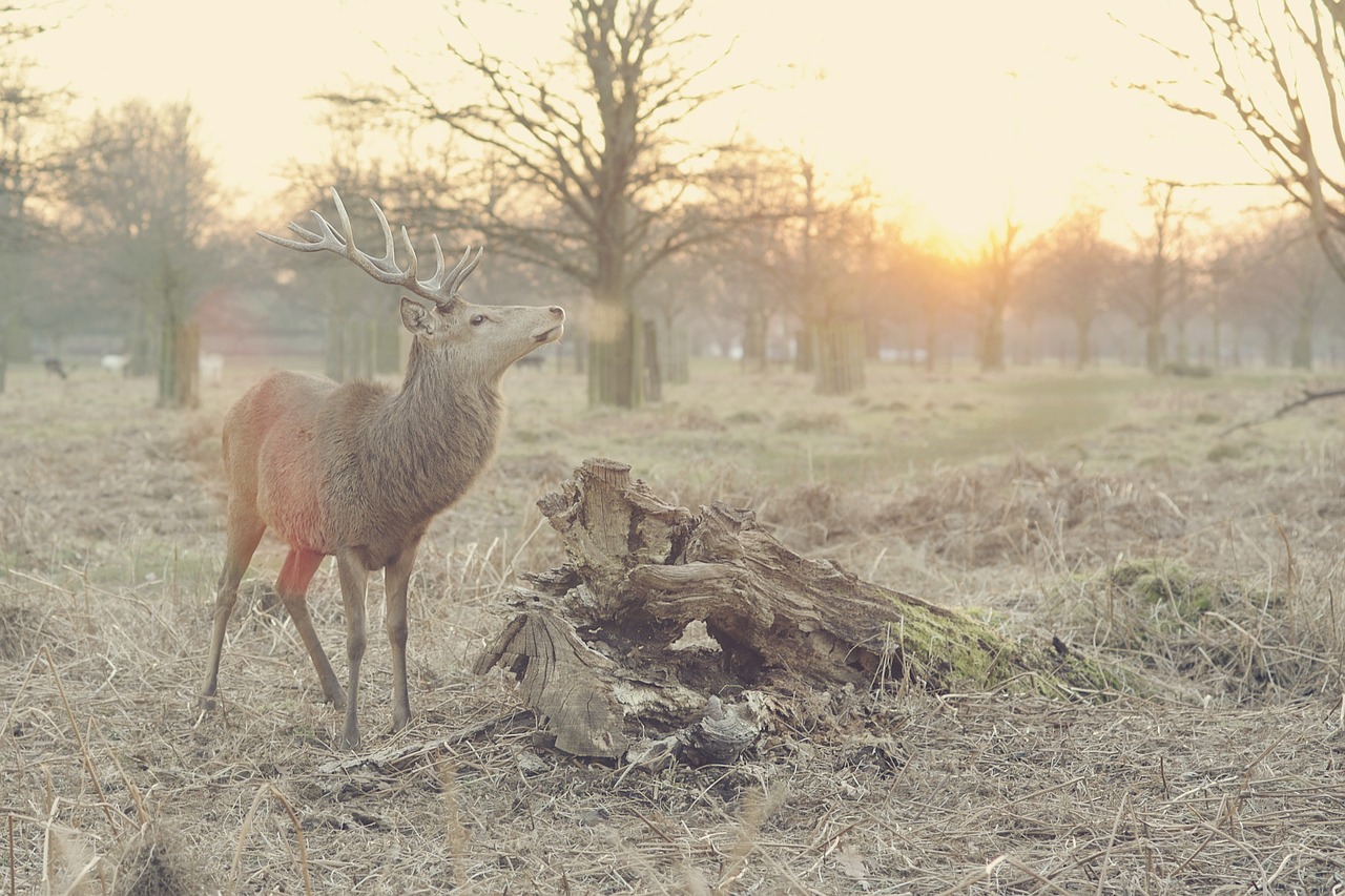 Image - stag deer nature animal hart