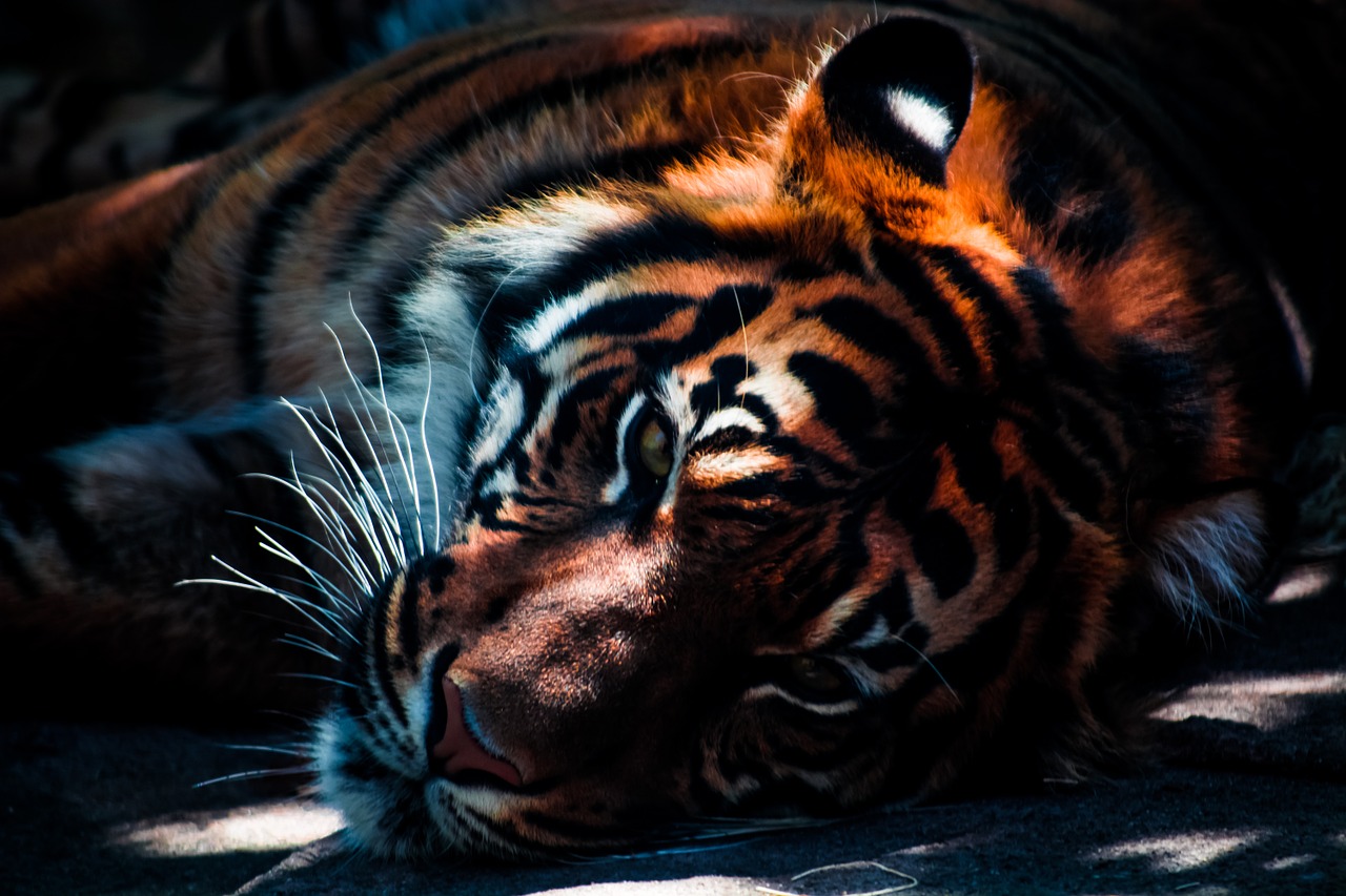 Image - tiger wildlife animal cat predator