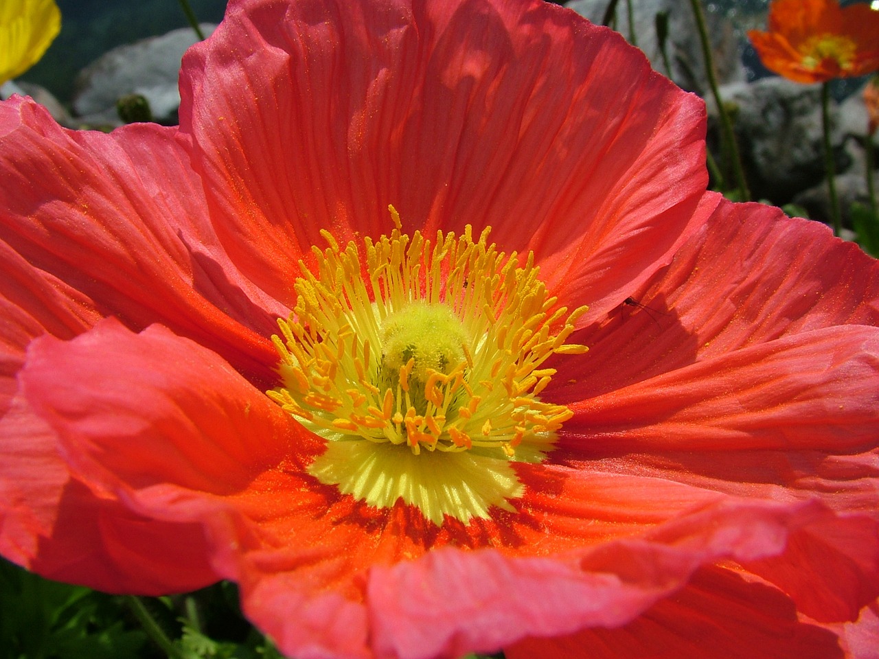 Image - iceland poppy papaver nudicaule