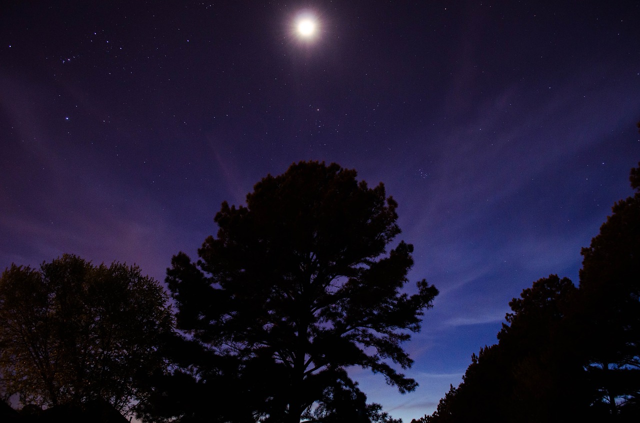 Image - trees forest moonlight lunar