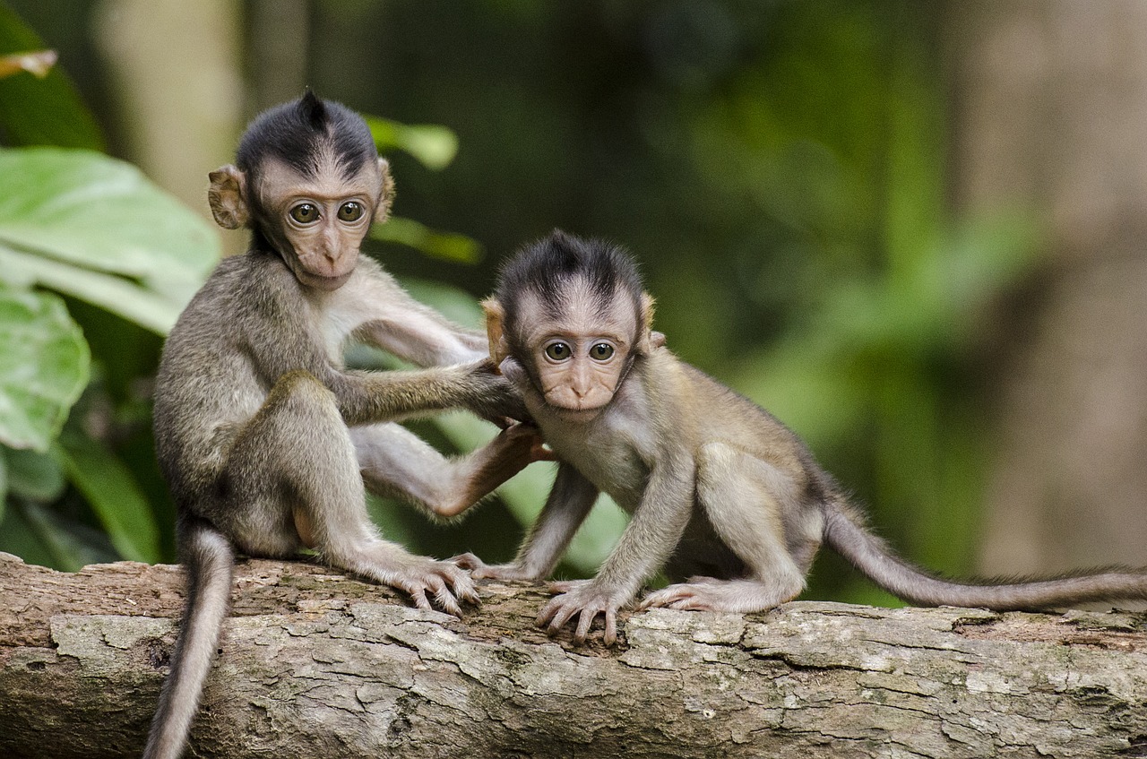 Image - monkeys nature animals babies apes
