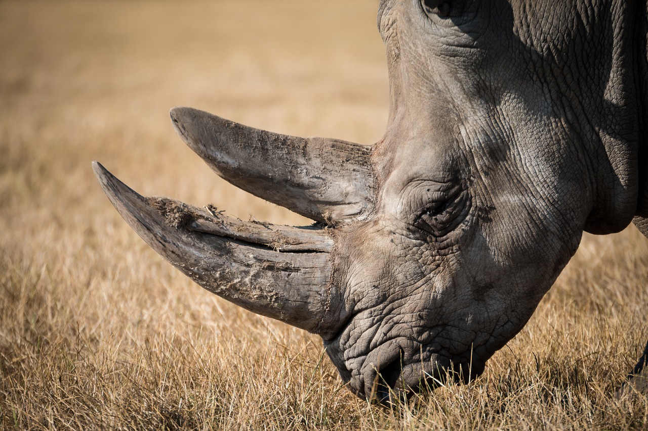 Image - rhinoceros rhino wildlife horn
