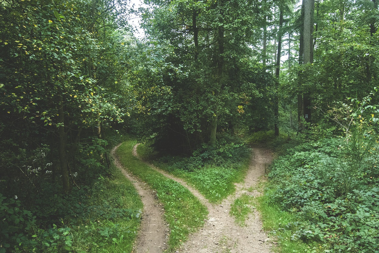 Image - woods forest pathway park trail