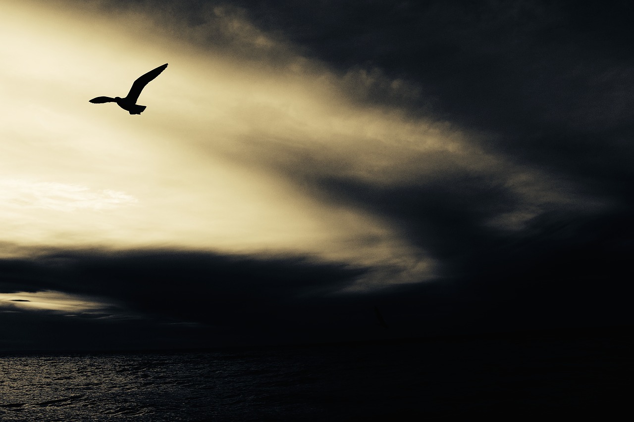 Image - seagull nature animal bird seabird