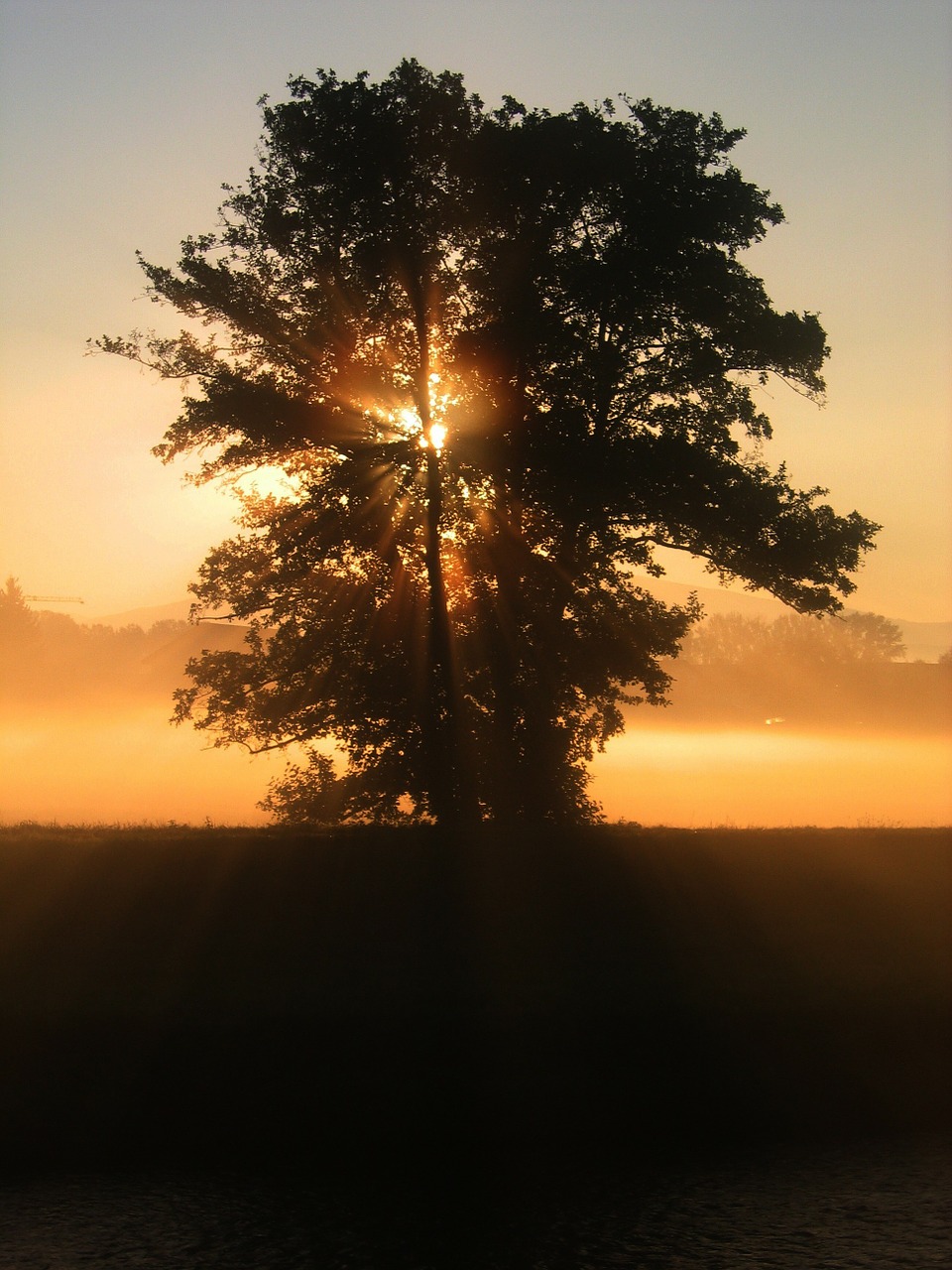 Image - tree sunset beautiful sky clouds