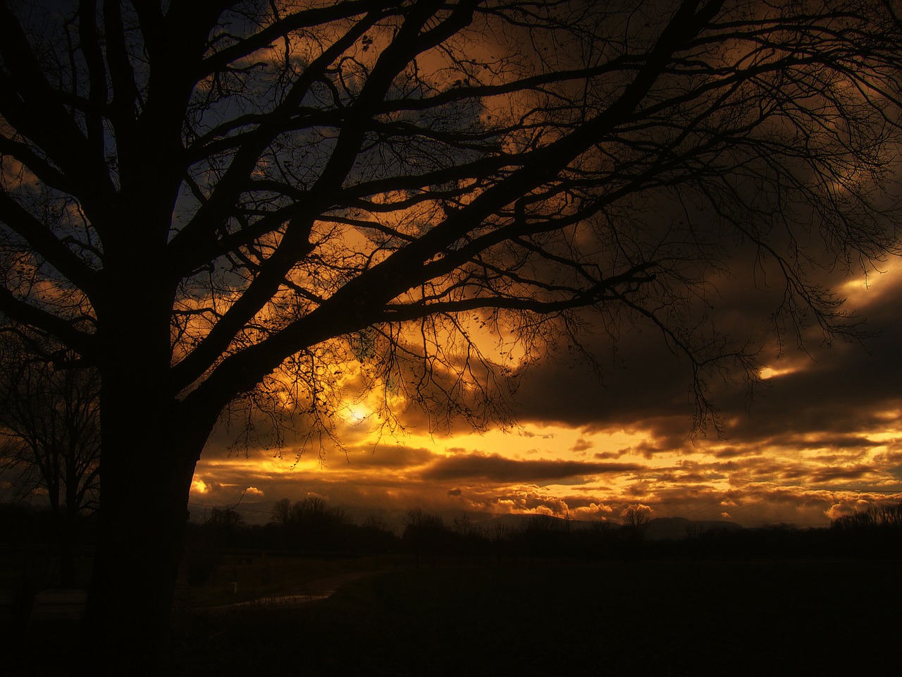 Image - tree sunset beautiful sky clouds