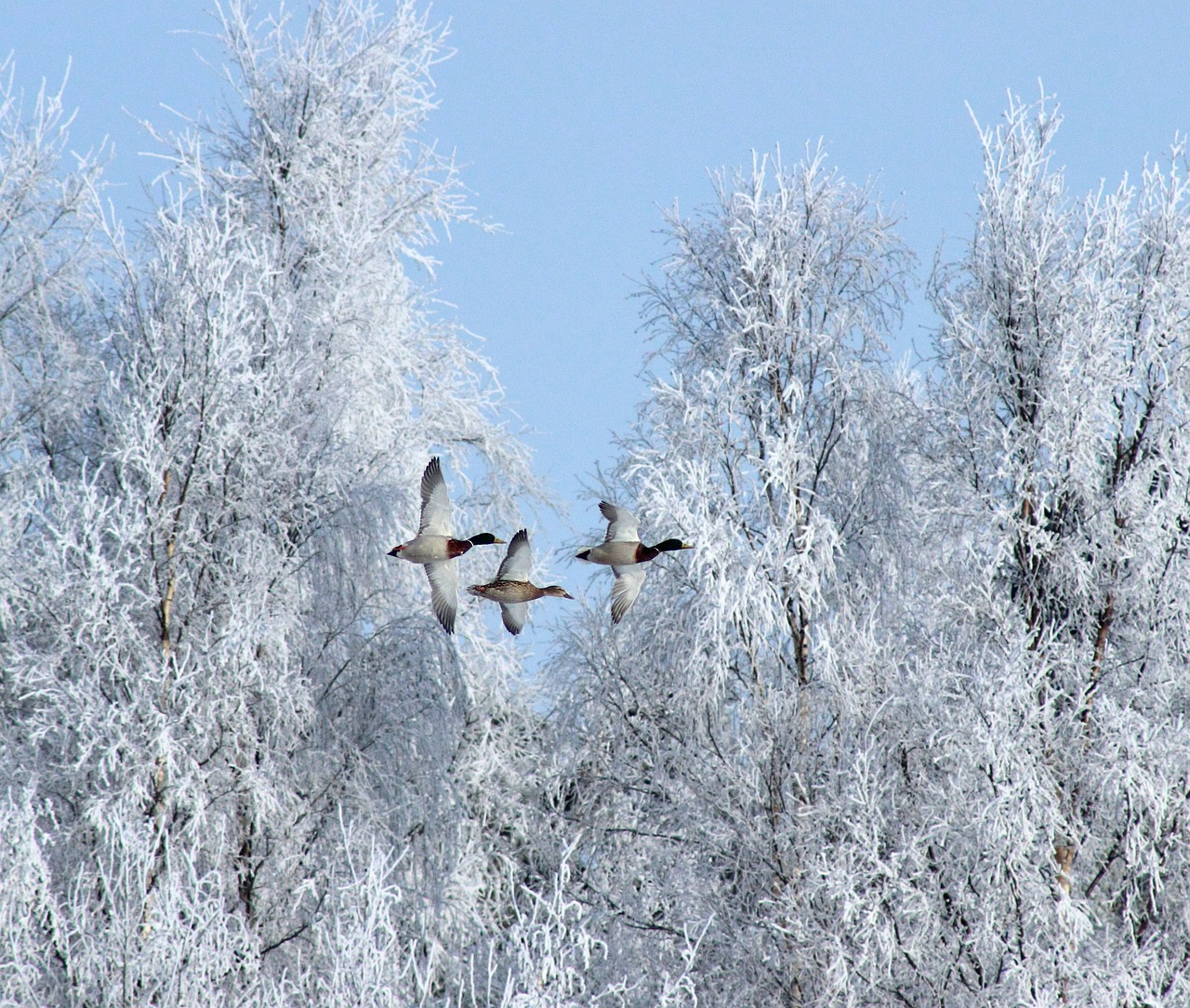 Image - winter birds geese snow ice