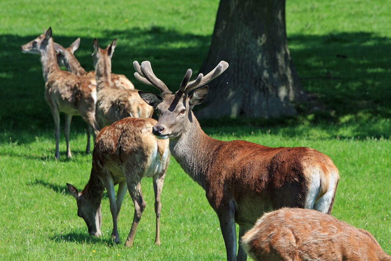 Image - red deer herd stag hind buck hart