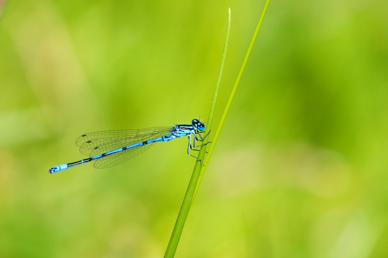 Image - azure damselfly damselfly insect