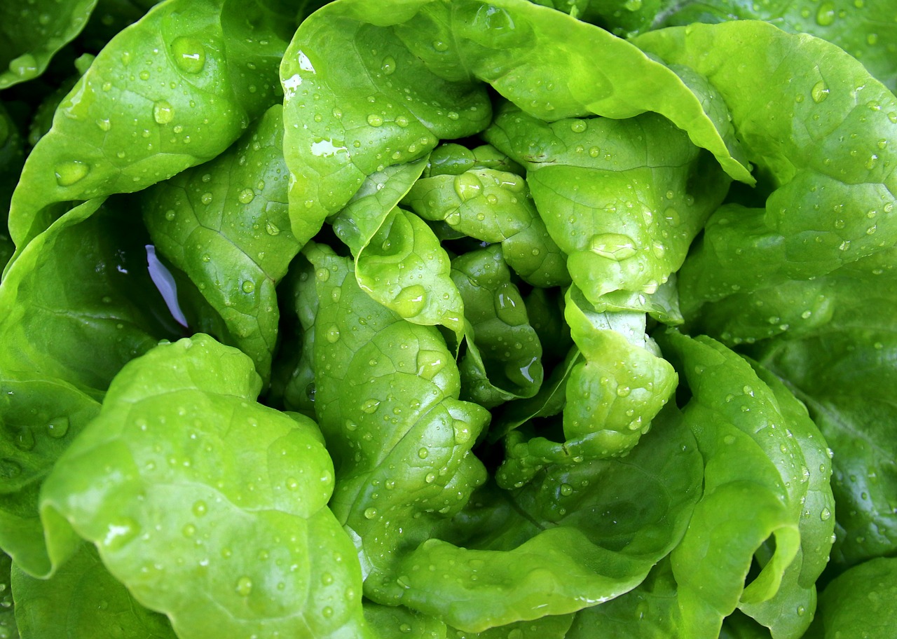 Image - salad leaf lettuce lettuce