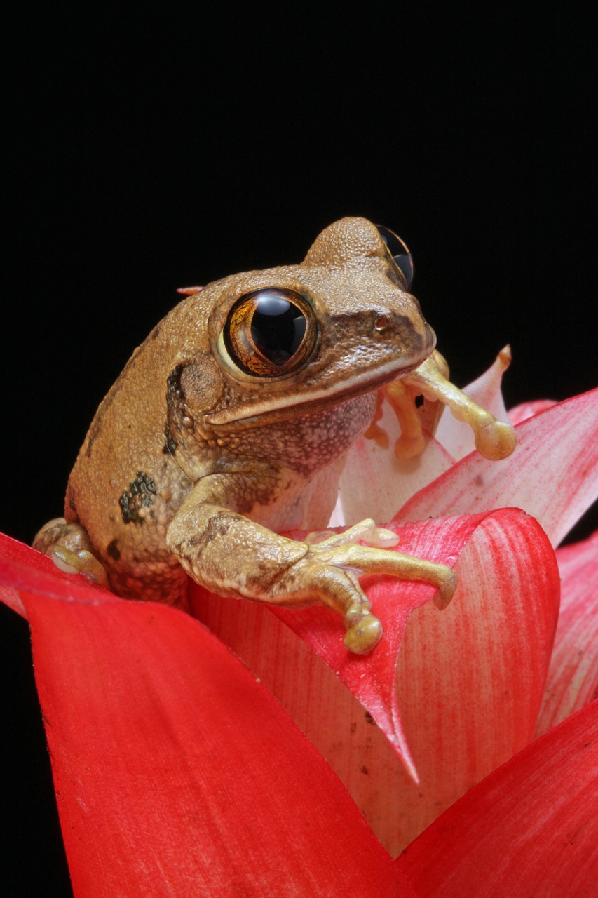 Image - frog marbled reed frog amphibian