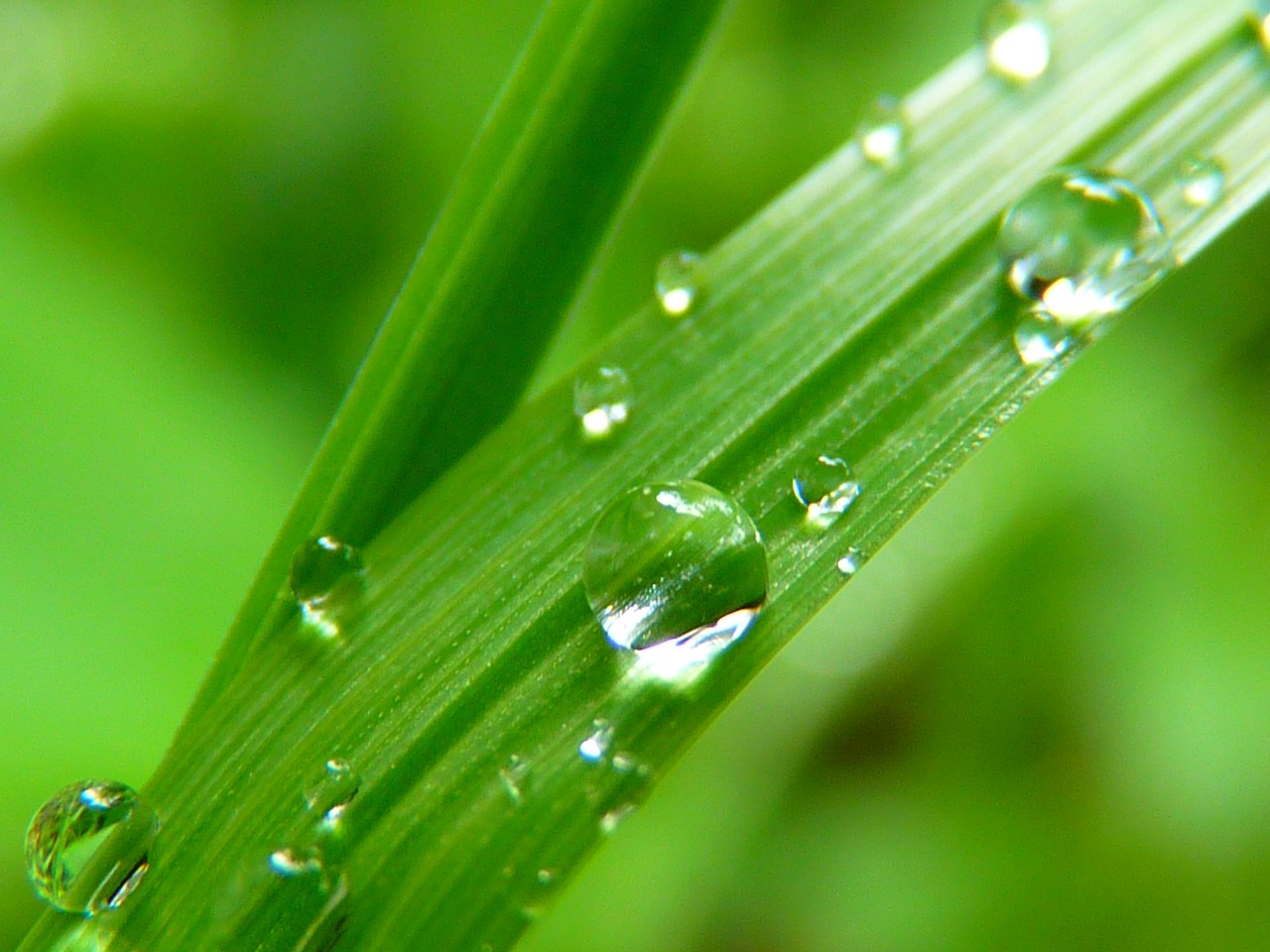 Image - drop of water drip close grass