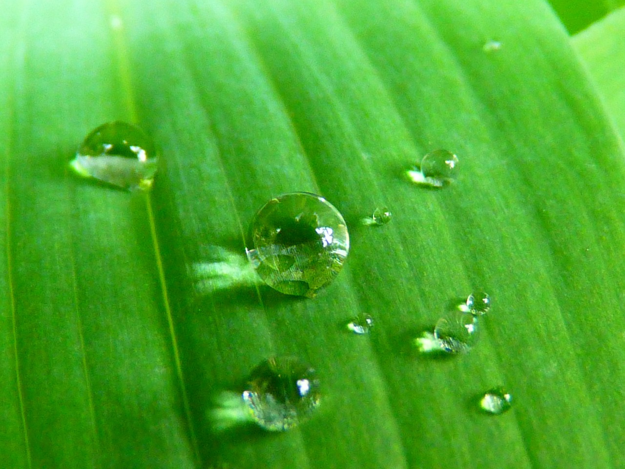 Image - drop of water drip close grass