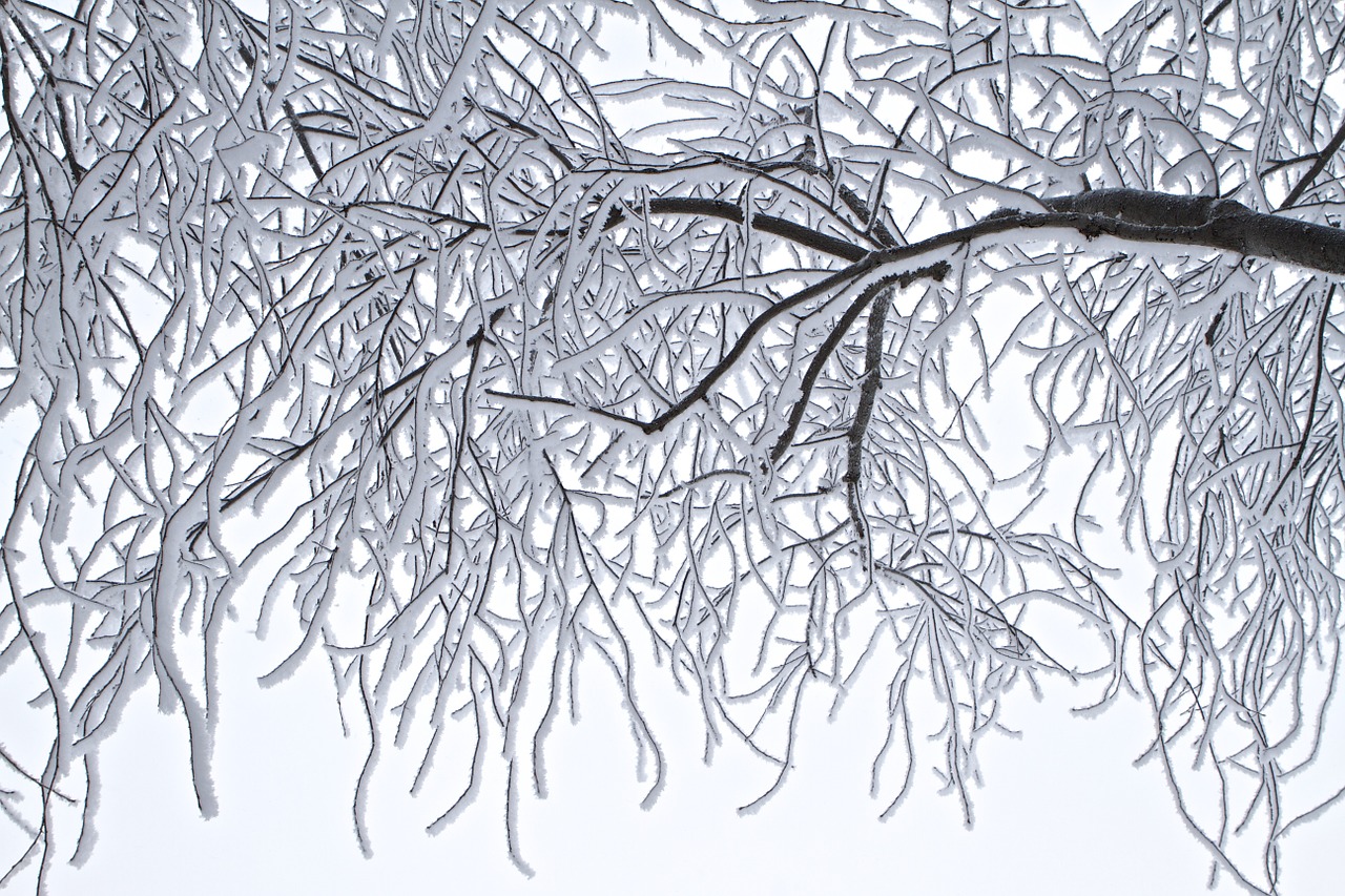 Image - trees frost winter cold landscape