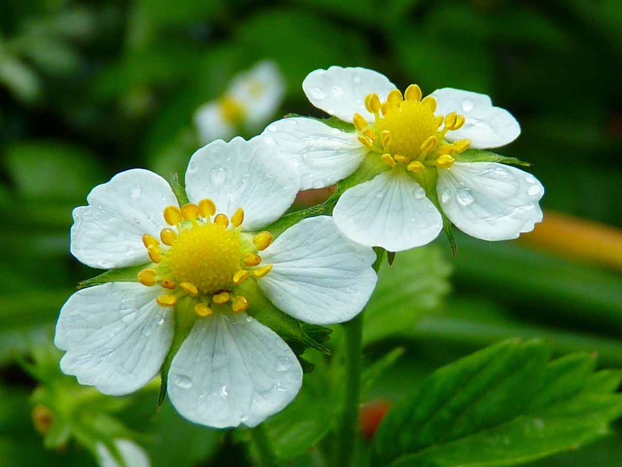 Image - strawberry blossom bloom