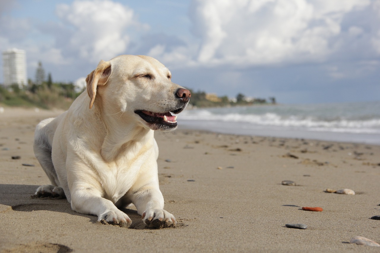 Image - dog labrador pet beach animal