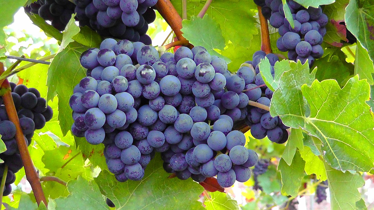 Image - blue grapes grapes fruits vine