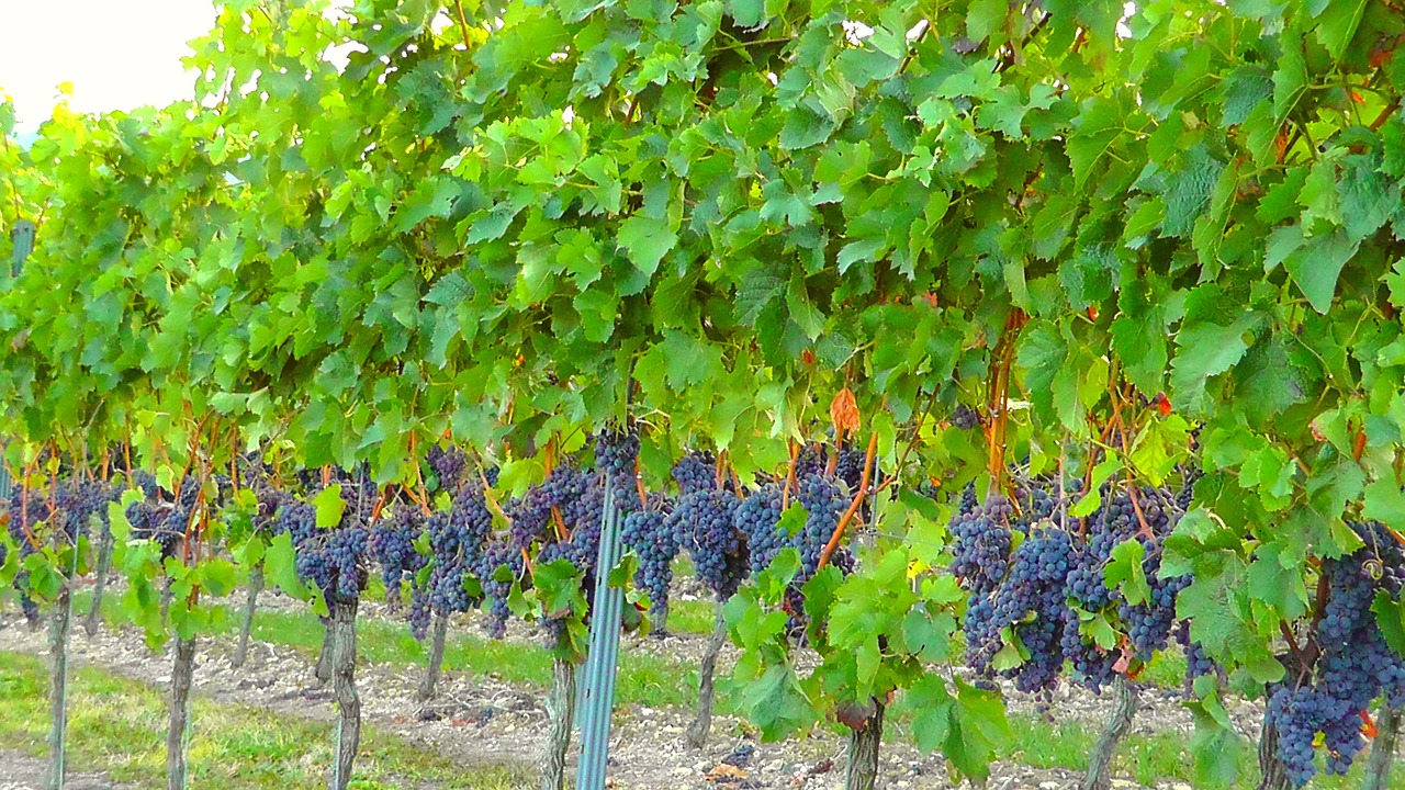 Image - vine vineyard winegrowing vines