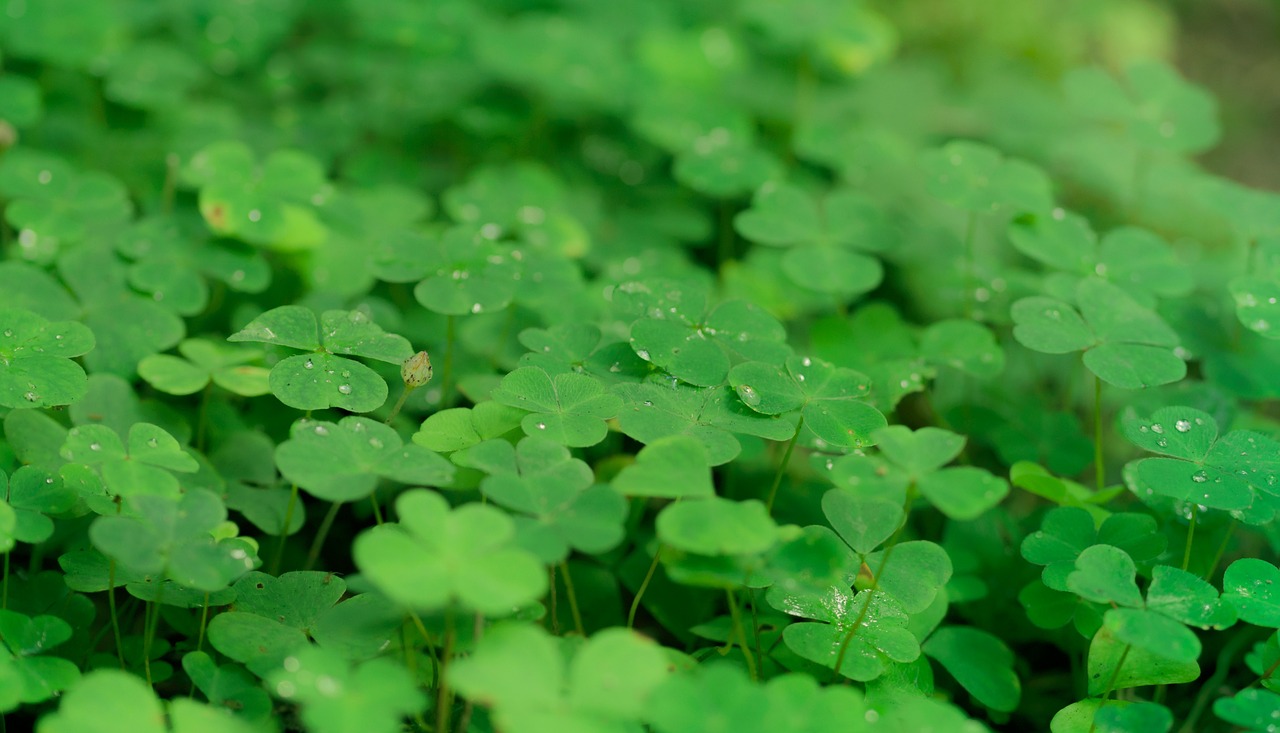 Image - klee shamrocks luck nature