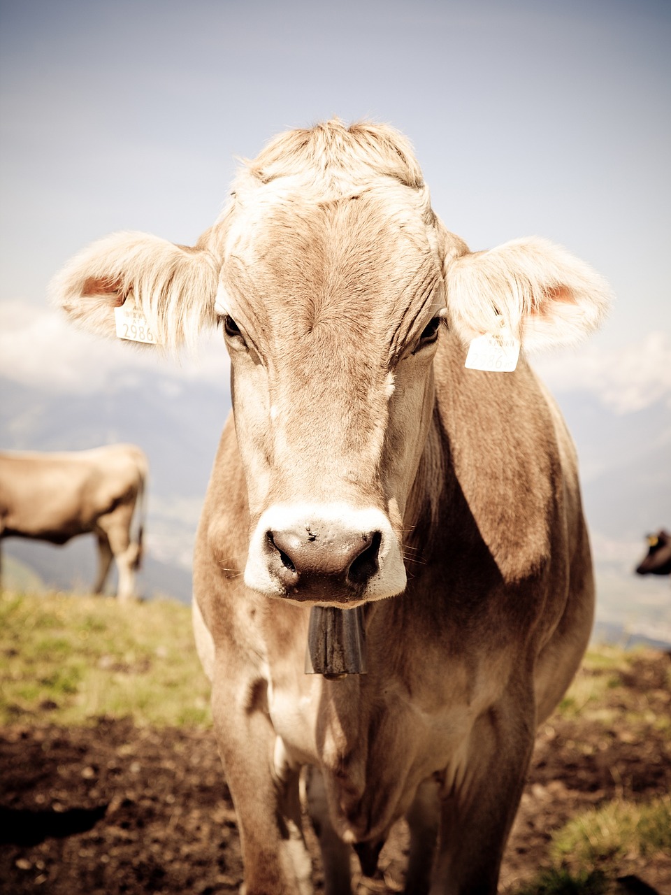 Image - cow tyrol alm cows austria animal