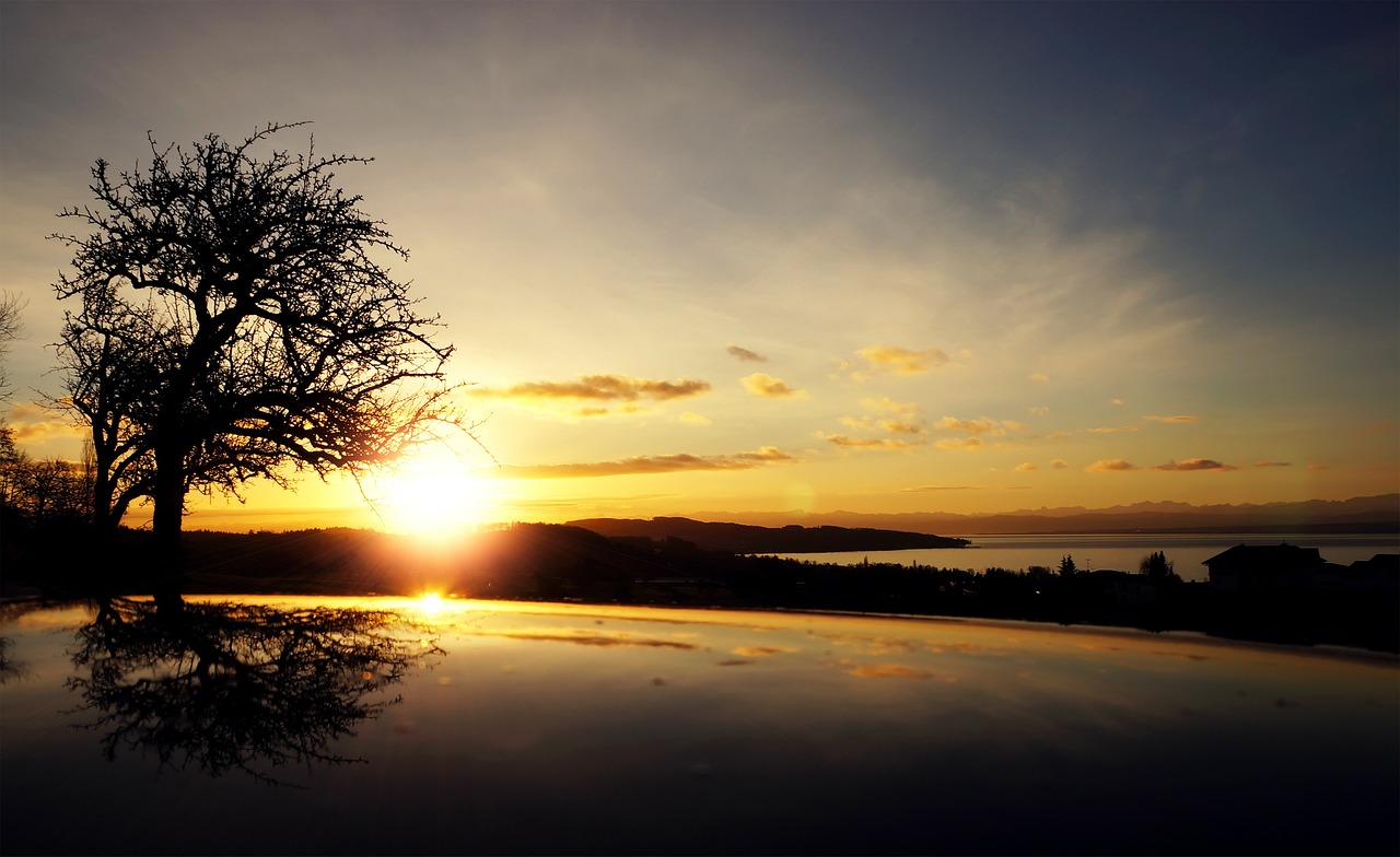 Image - sunrise tree black silhouette