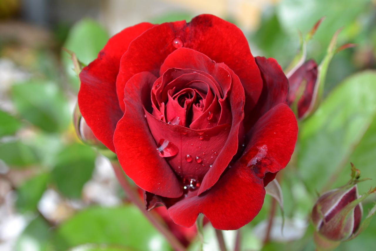 Image - rose red flower victor hugo summer