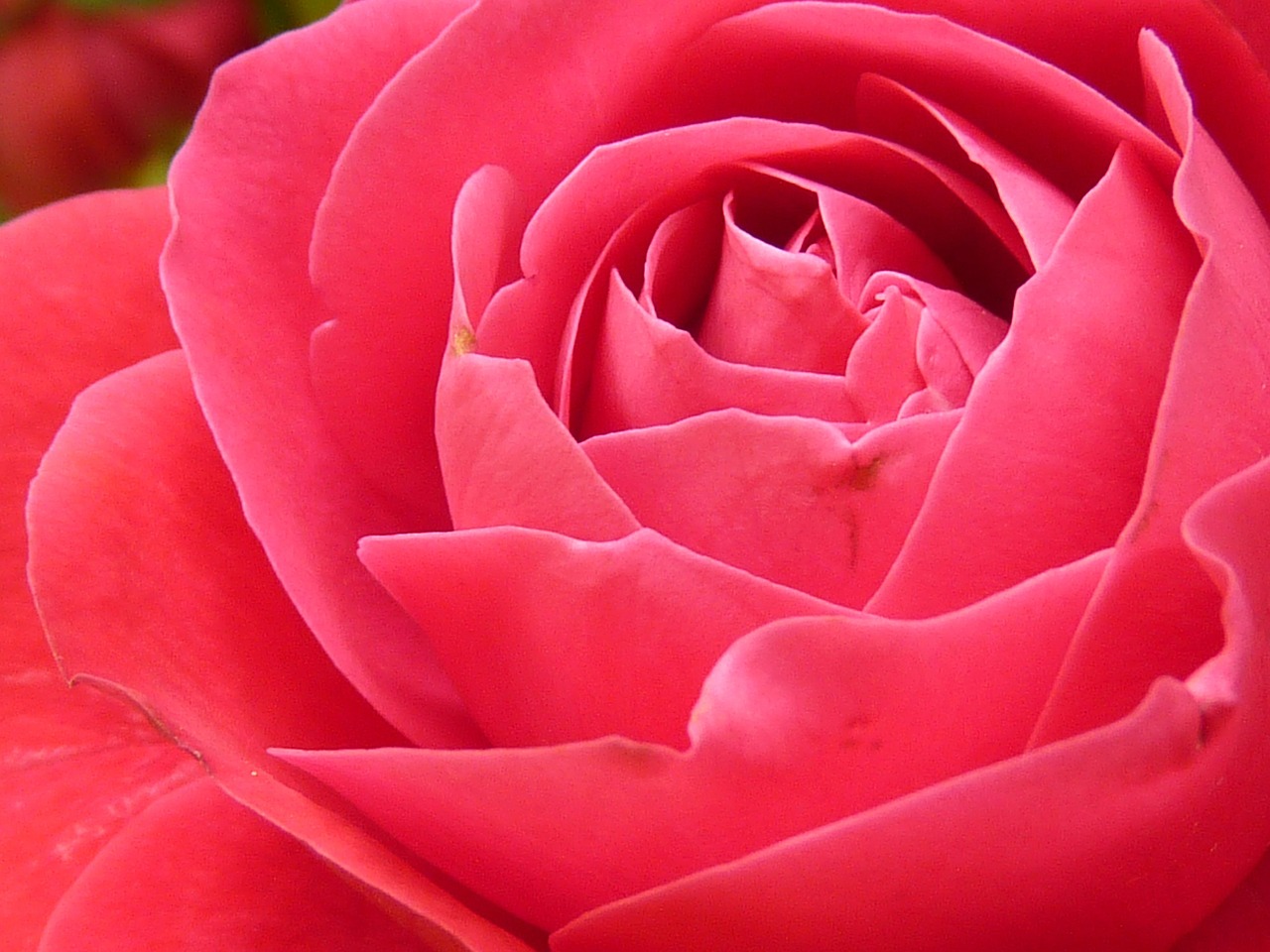 Image - rose rose bloom bloom flower red