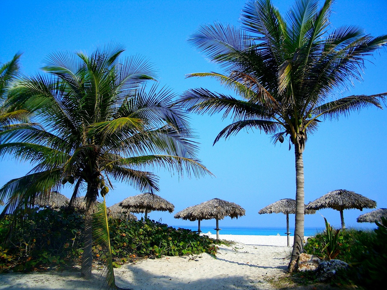 Image - sea ocean water palms palm trees