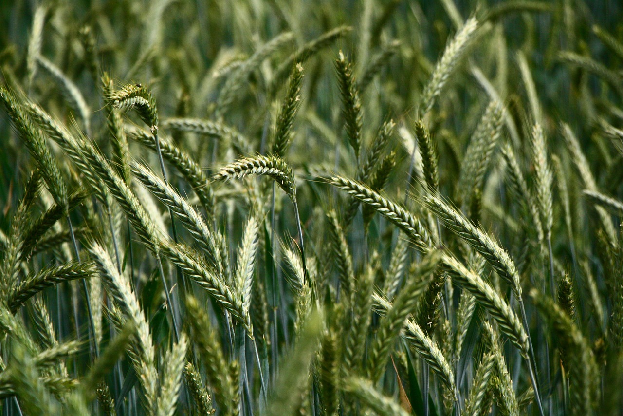 Image - kolos grass meadow field green